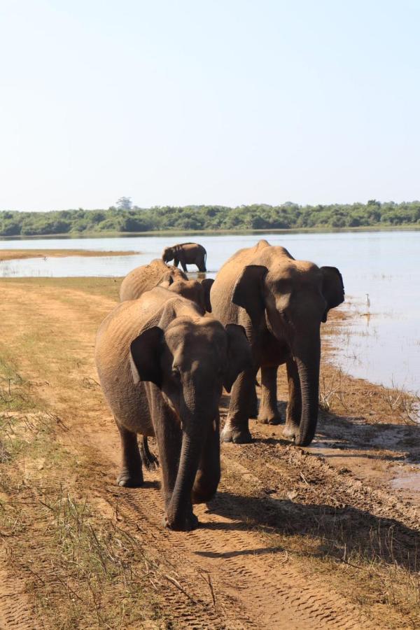 Elephant Paradise Safari Bungalow Udawalawe Exterior photo