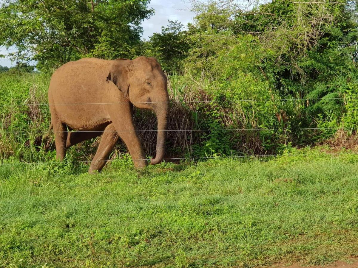 Elephant Paradise Safari Bungalow Udawalawe Exterior photo